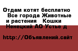 Отдам котят бесплатно  - Все города Животные и растения » Кошки   . Ненецкий АО,Устье д.